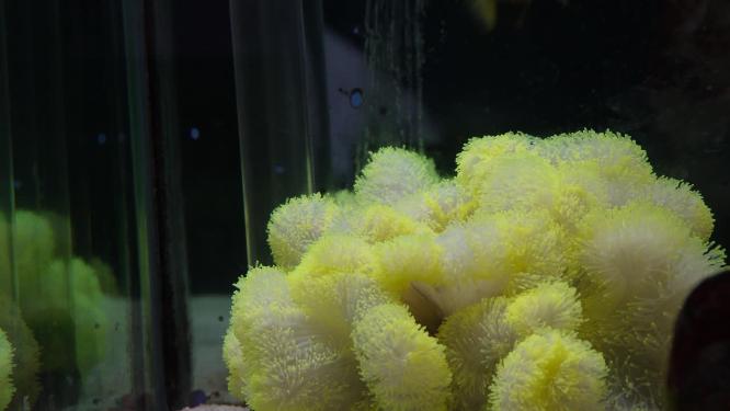 躲在海葵里繁殖的小丑鱼