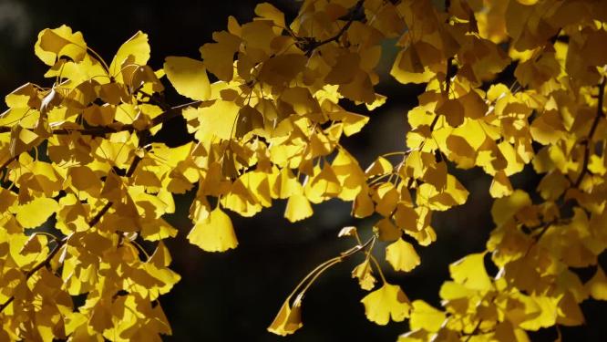 金色银杏树叶叶子植物秋景初秋空镜