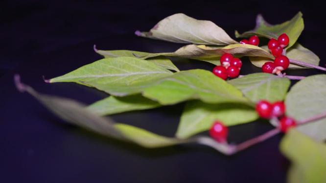 金银木金银忍冬红豆圣诞装饰植物标本树叶红色果实