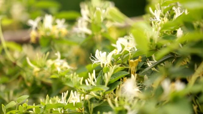 金银花藤金银花开花中药材草药花草茶