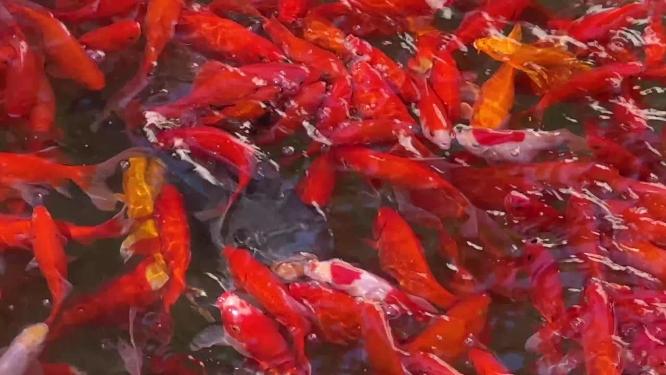 锦鲤池塘鱼池金鱼好运鲤鱼