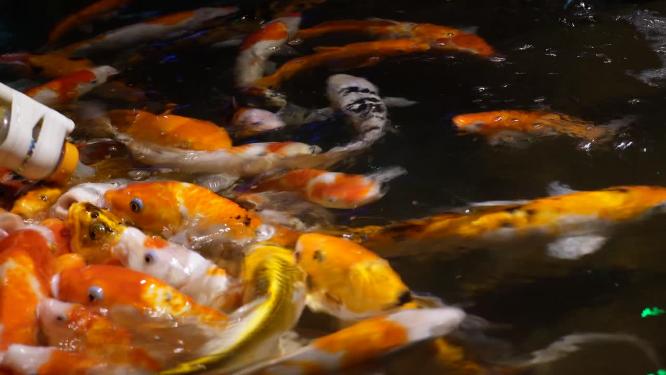 锦鲤鲤鱼富贵鱼池水池