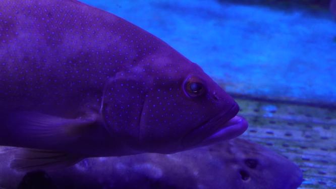 鲷鱼鲨鱼共存海洋生物水产