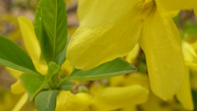 黄色花朵花蕊叶脉迎春花花园