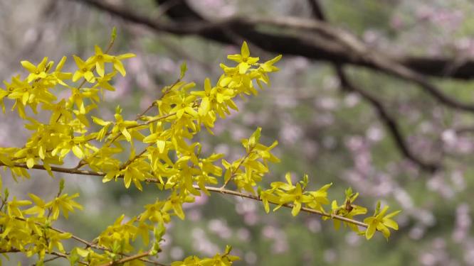 黄色鲜花迎春花植物园