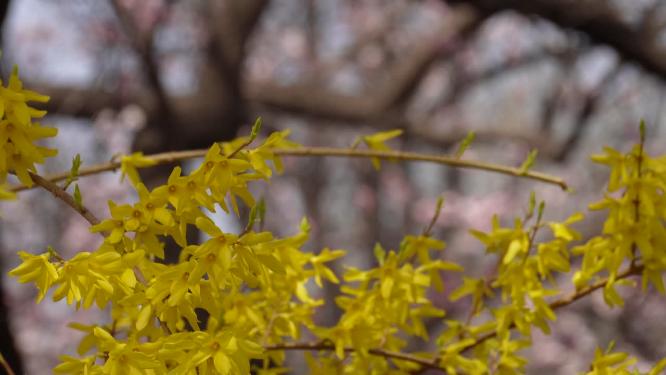黄色鲜花迎春花植物园