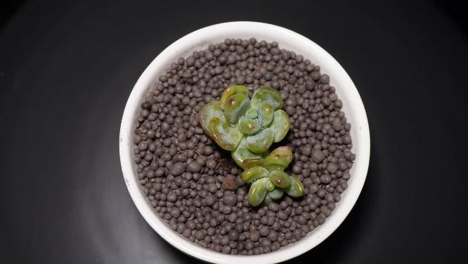 劳尔多肉植物盆栽绿植
