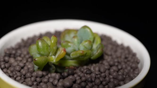 劳尔多肉植物盆栽绿植