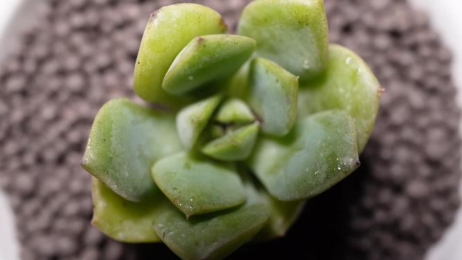 妮可莎娜多肉植物盆栽绿植