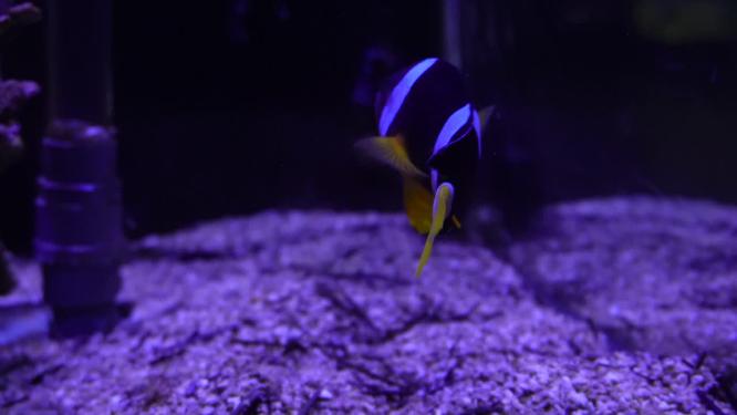 尼莫小丑鱼海洋奇遇记