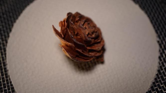 木玫瑰种子植物干燥标本