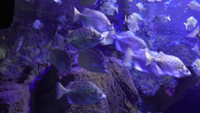 深海鱼群小鱼水下海底世界