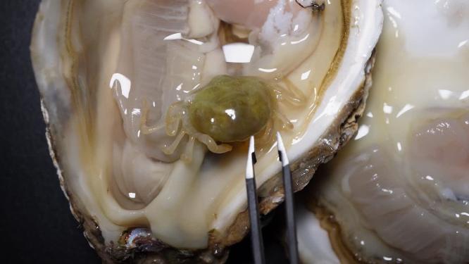 生蚝里的寄生小螃蟹豆蟹海洋生物