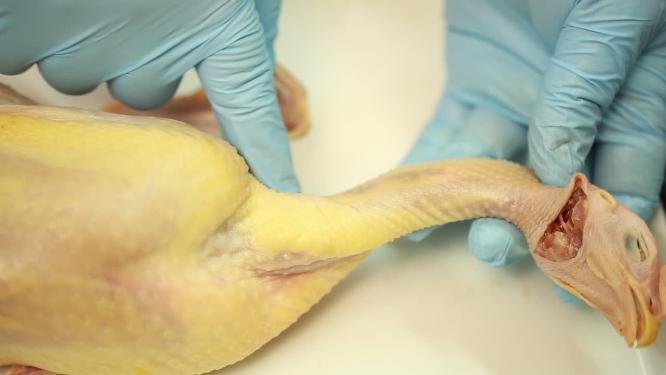 禽类鸡肉白羽鸡皮下淋巴腺