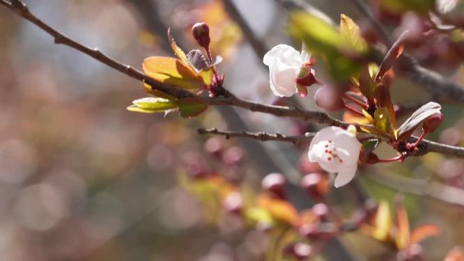 腊梅梅花樱花鲜花