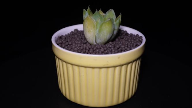 蓝丝绒多肉植物盆栽绿植
