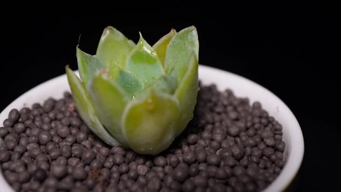 蓝丝绒多肉植物盆栽绿植
