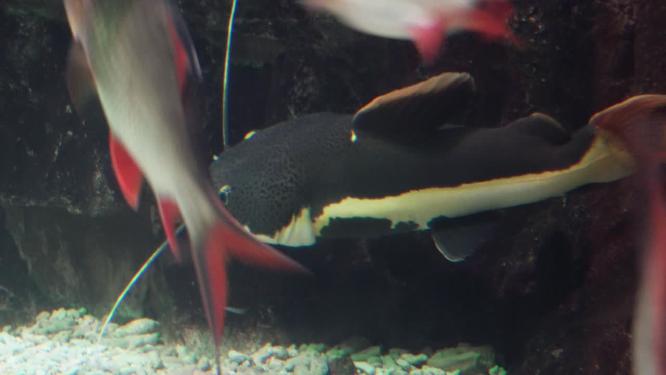 鲶鱼招财猫海洋馆底栖鱼