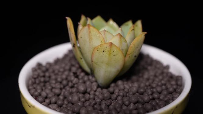 【镜头合集】代伦多肉植物盆栽绿植