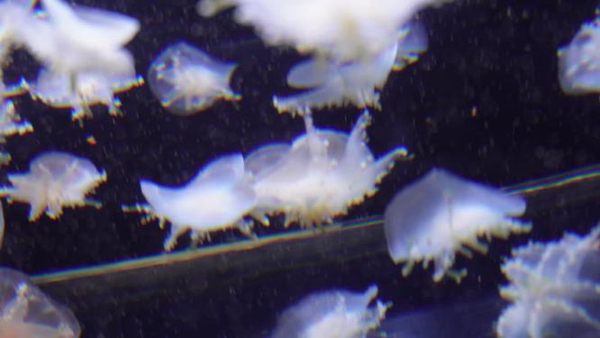 【镜头合集】倒立水母海洋生物浮游生物