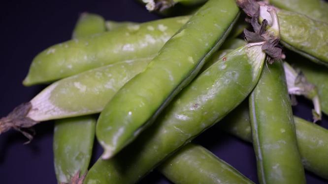 【镜头合集】剥开带壳豌豆青豆豆子豆粒