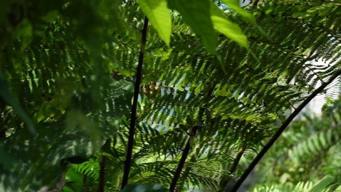 【镜头合集】含羞草热带雨林植物园绿色叶子