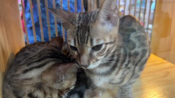 【镜头合集】宠物店猫咖撸猫卖猫品种猫豹猫金渐层美短猫咪