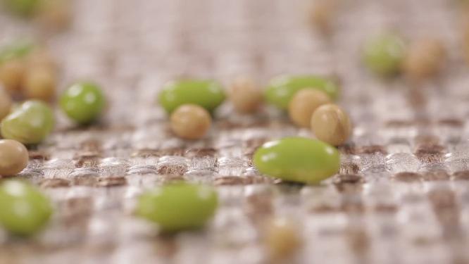 【镜头合集】刀豆扁豆角大豆角