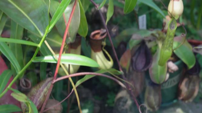【镜头合集】捕虫草蕨类植物绿色植物
