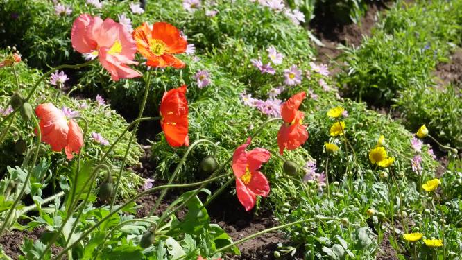 【镜头合集】橘红色野花鲜花开花