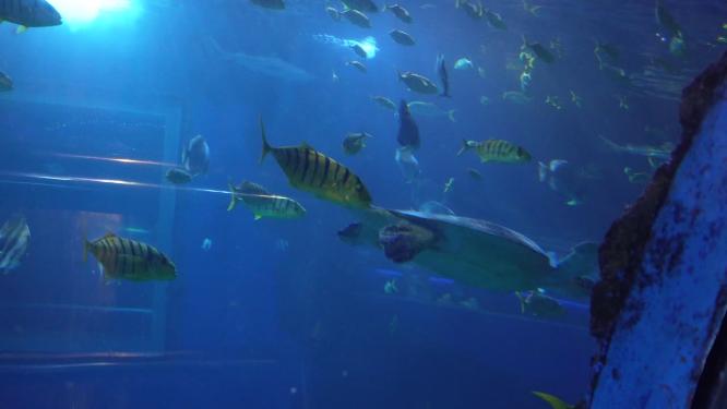 【镜头合集】海底神秘深海世界海洋生物