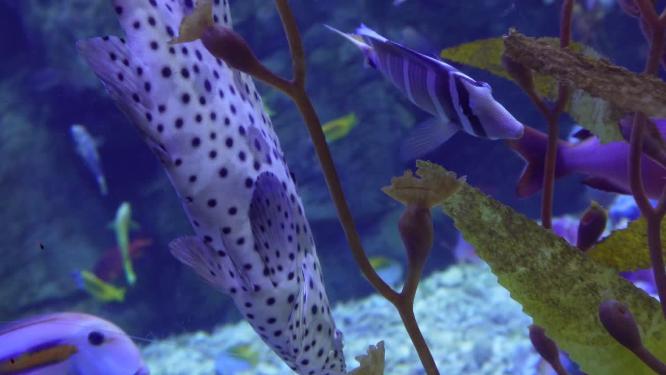 【镜头合集】海洋生态海带海藻水藻深海