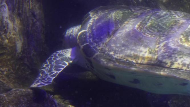 【镜头合集】海洋馆大海龟海洋生物