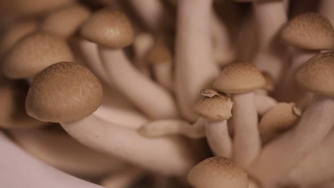 【镜头合集】海鲜菇蟹味菇蘑菇