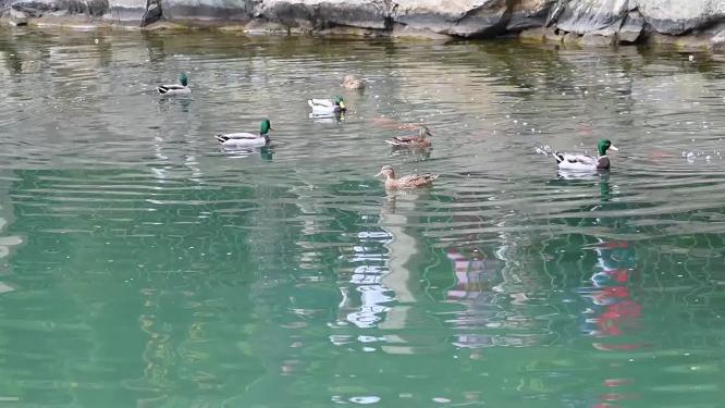【镜头合集】湖水里游泳划水游水起飞的野鸭子水禽水鸟
