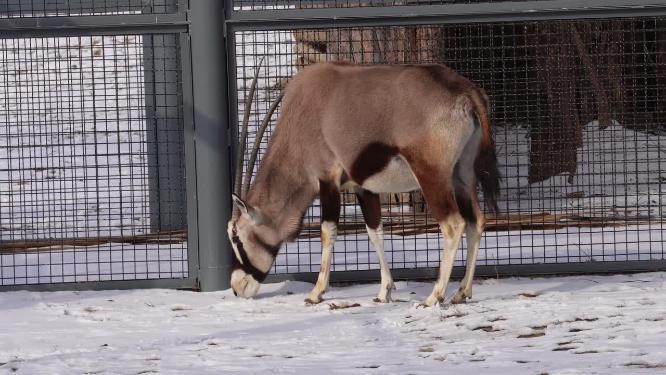 【镜头合集】瞪羚藏羚羊动物园野生动物保护动物