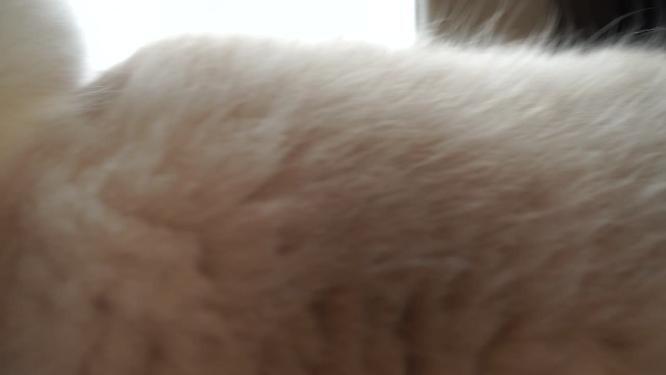 【镜头合集】窗边的布偶猫宠物