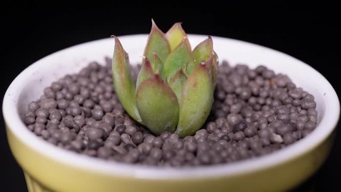 【镜头合集】蓝丝绒多肉植物盆栽绿植