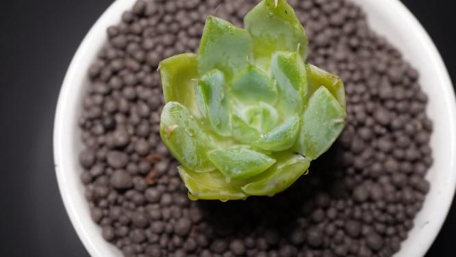 【镜头合集】蓝丝绒多肉植物盆栽绿植