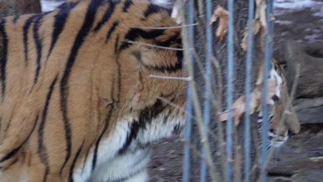 【镜头合集】虎年老虎东北虎动物园野兽