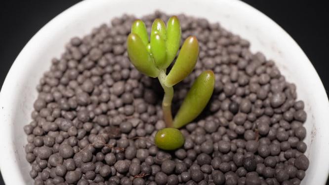 【镜头合集】虹之玉多肉植物盆栽绿植