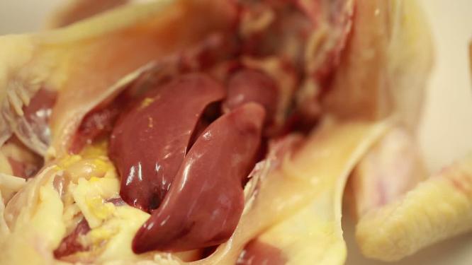 【镜头合集】解剖肉鸡尾脂腺淋巴系统细菌