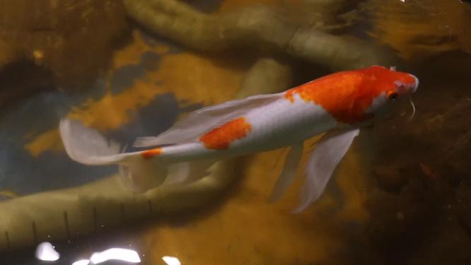 【镜头合集】锦鲤鲤鱼富贵鱼池水池