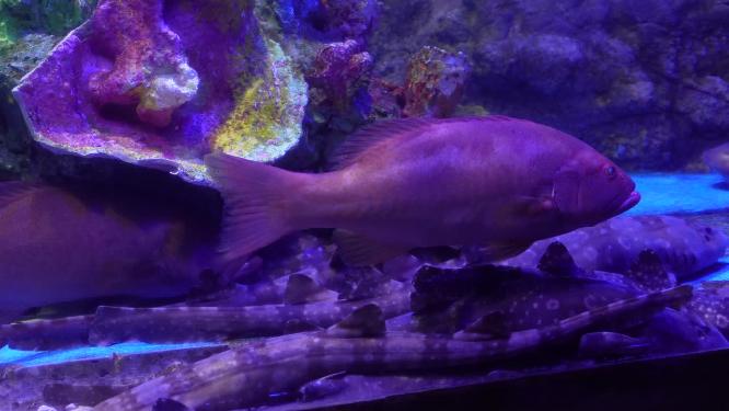 【镜头合集】鲷鱼鲨鱼共存海洋生物水产