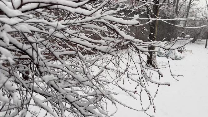 【镜头合集】鹅毛大雪雪景树枝上的积雪