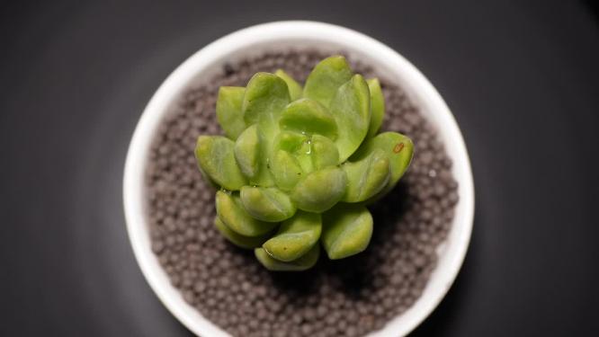 【镜头合集】黄丽多肉植物盆栽绿植