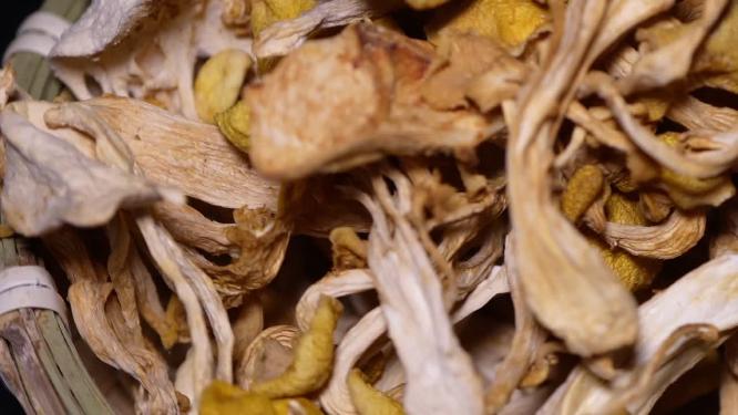 【镜头合集】东北特产鸡油菌干蘑菇黄金股小黄蘑菇榆黄蘑