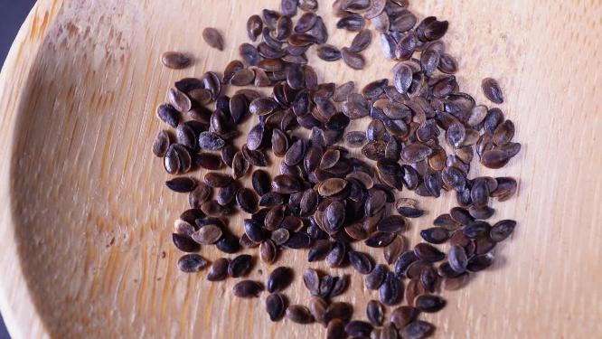 【镜头合集】六倍利种子四季鲜花种子园丁花园植物种植