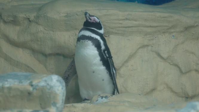 南极企鹅帝王企鹅动物园水族馆