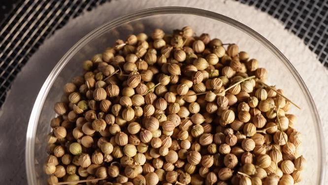 【镜头合集】大叶香菜种子蔬菜种子农作物种菜蔬果种子